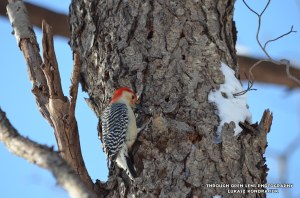 Red-bellied Woodpecker
