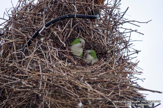 Monk Parakeets