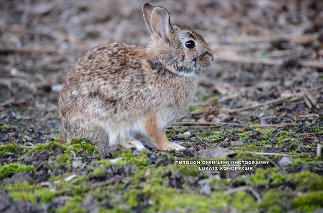 Cottontail Rabbit