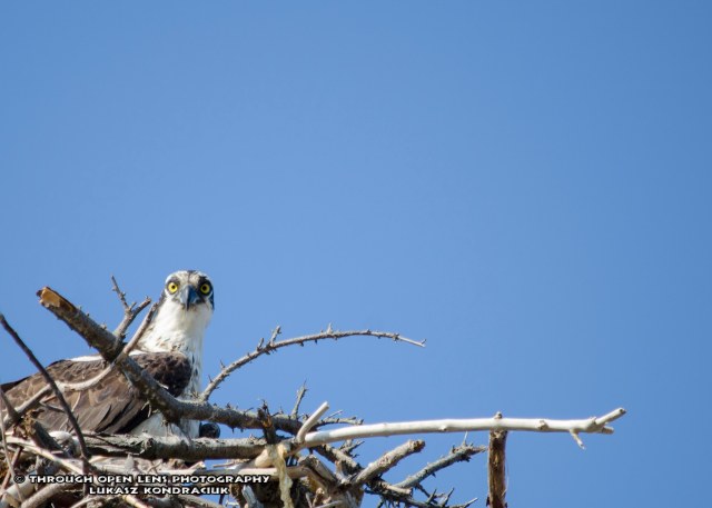 osprey