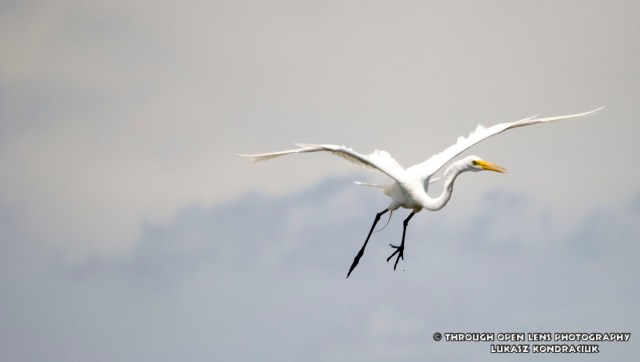 Great Egret