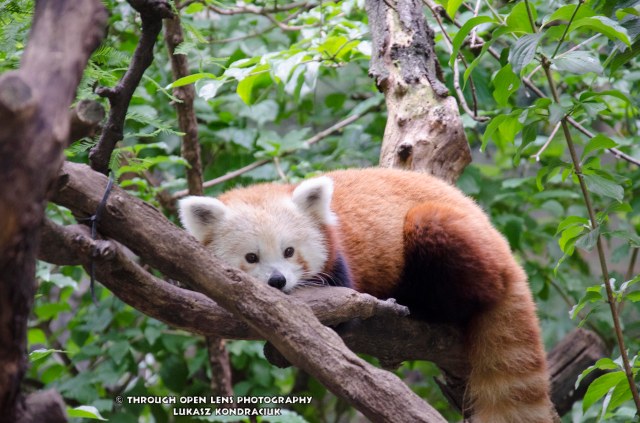 Red Panda 