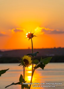 sunflower sunset