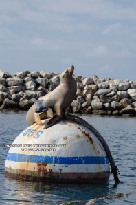 california sea lion 2