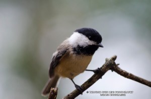 Carolina Chickadee
