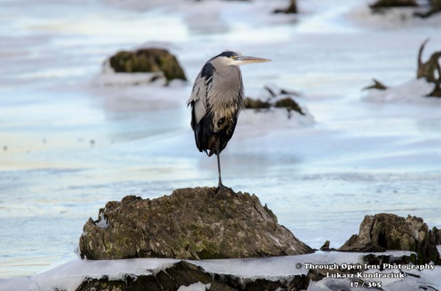 great blue heron