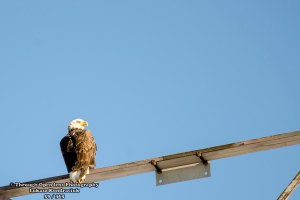 bald eagles 1