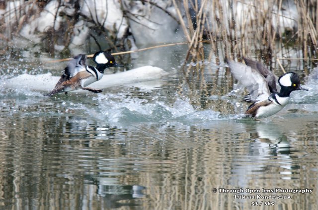 hooded merganser