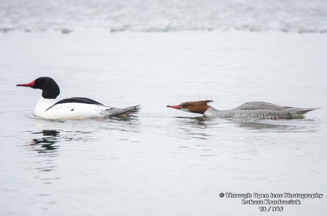 Common Merganser 2