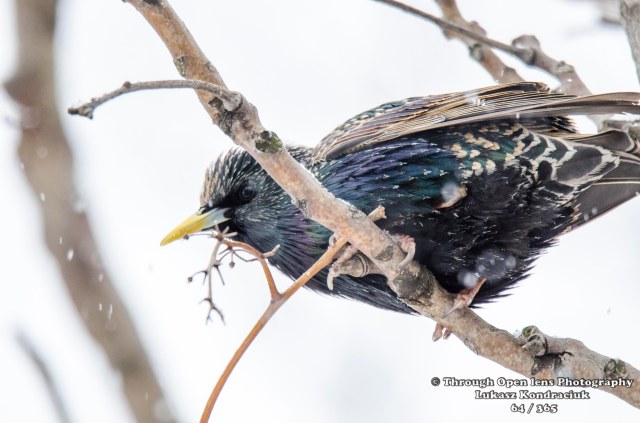 European Starling