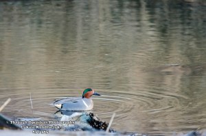 Green-winged Teal