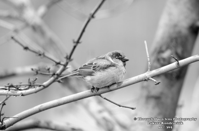 House Sparrow