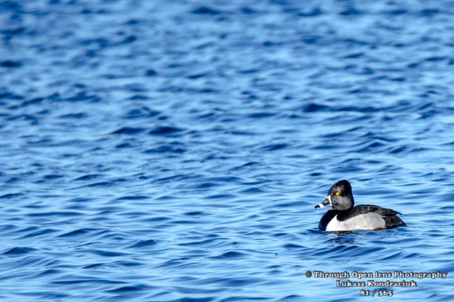 Ring-necked Duck