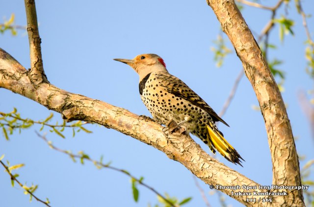 Northern Flicker woodpacker