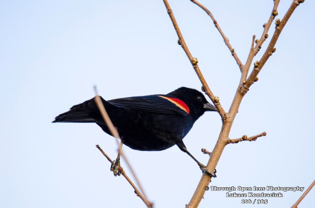 Red-winged blackbird