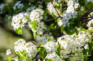 tree flowers