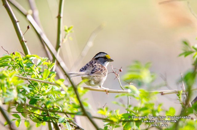 White-throated Sparrow