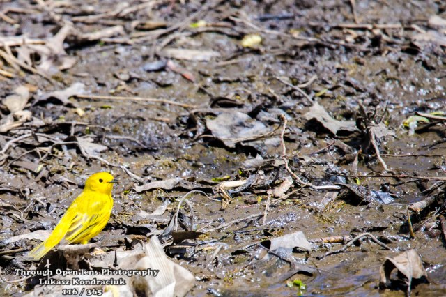 Yellow Warbler