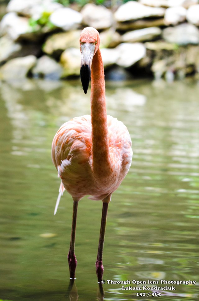 American Flamingo
