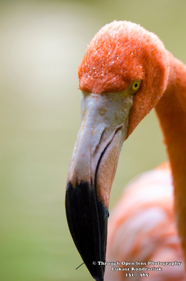 American Flamingo1