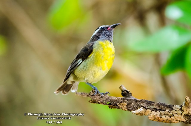 Bananaquit