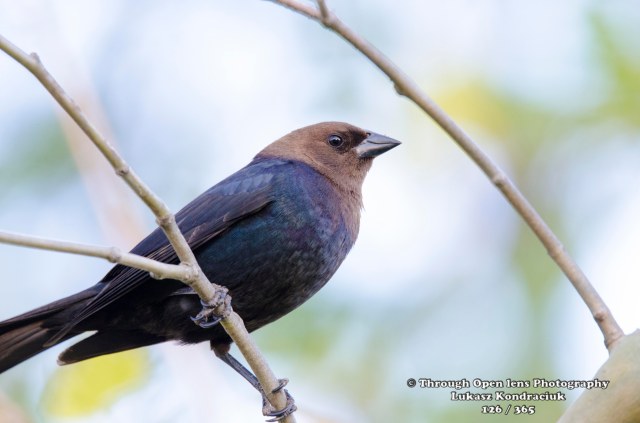 Brown-headed Cowbird