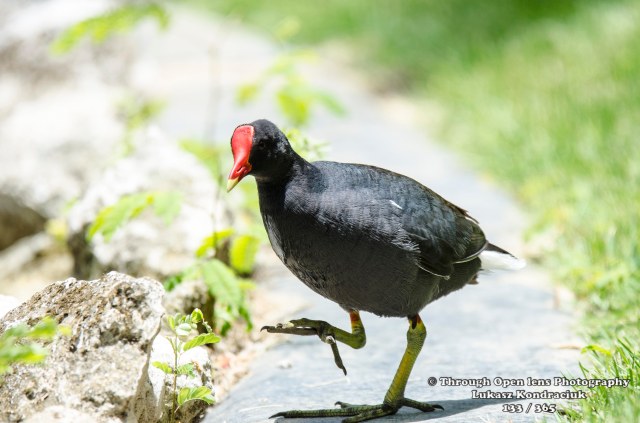 Common Gallinule