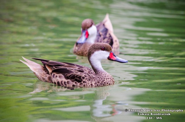 White-cheeked Pintail
