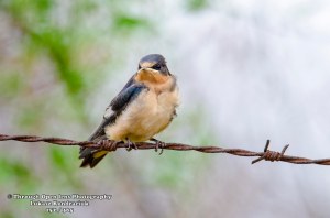 Barn Swallow