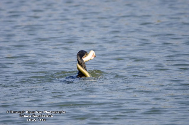 Double-crested Cormorant 1