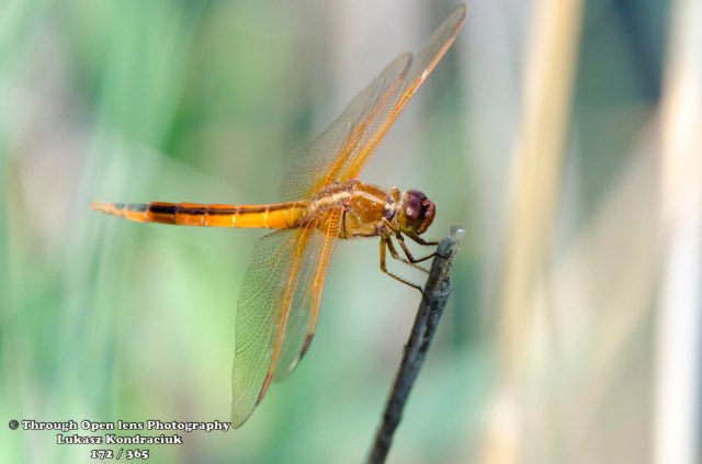 dragonfly
