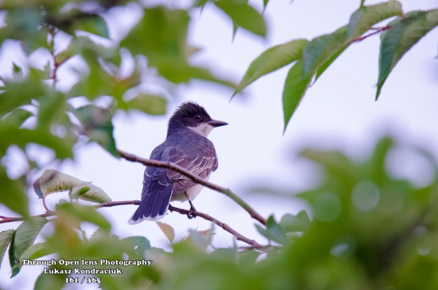 Eastern Kingbird