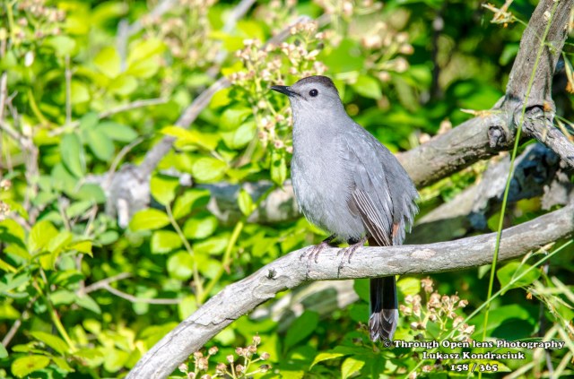 Gray Catbird