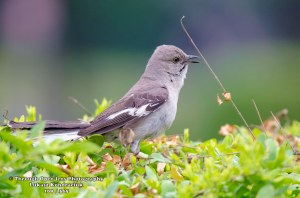 Northern Mockingbird