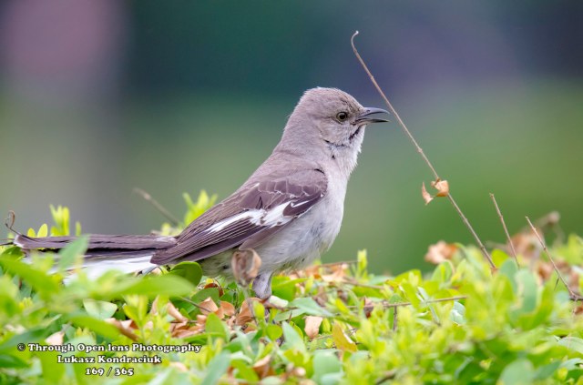 Northern Mockingbird