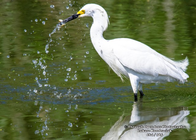 Snowy Egret 1