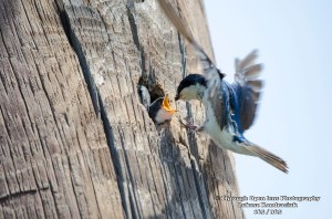 Tree Swallow