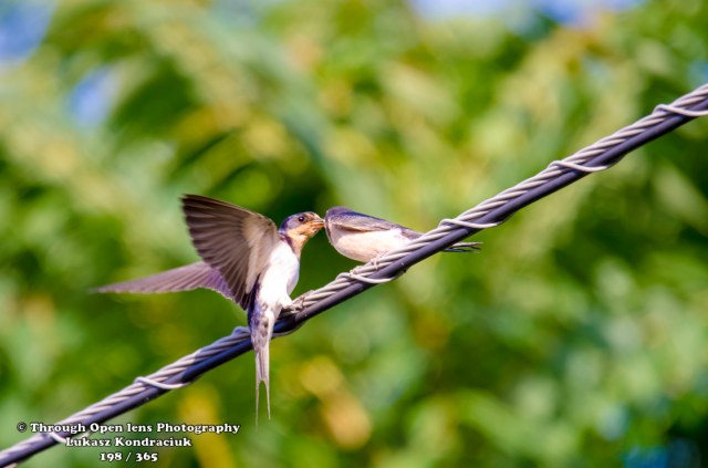 Barn Swallow 1