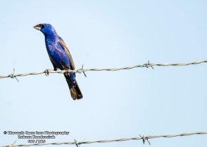 Blue Grosbeak