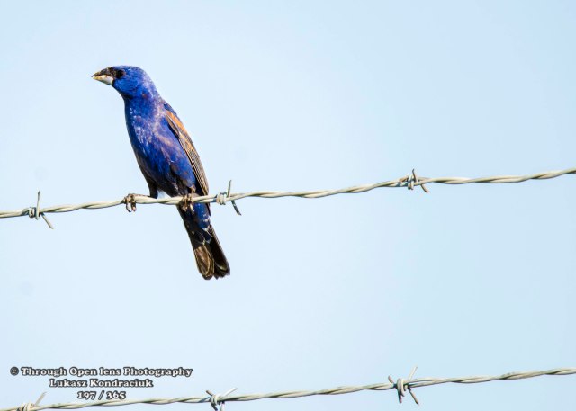 Blue Grosbeak