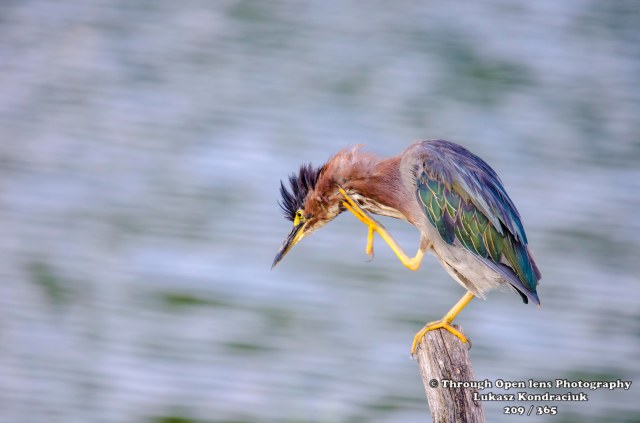 Green Heron