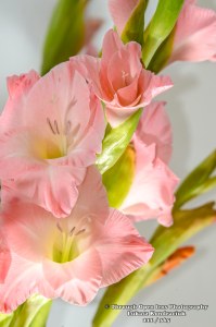 Light Pink Gladiolas