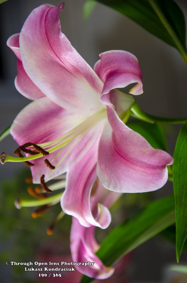 Lilium