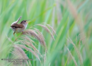 Marsh Wren