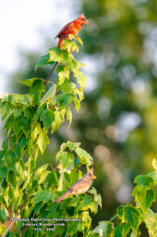Northern Cardinal 2