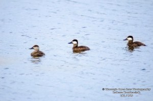 Ruddy Duck