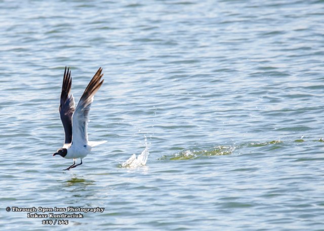 © Through Open lens Photography