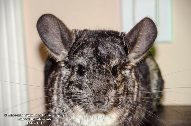 Chinchilla