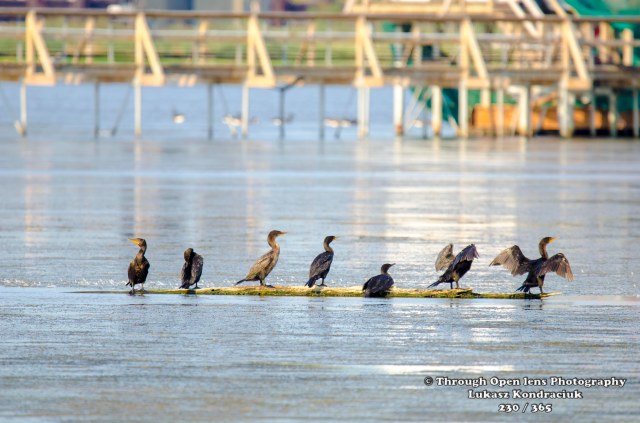 Double-crested Cormorants