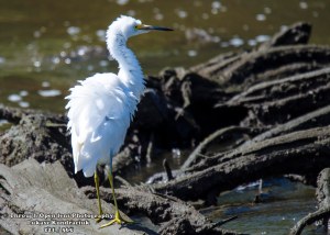 © Through Open lens Photography